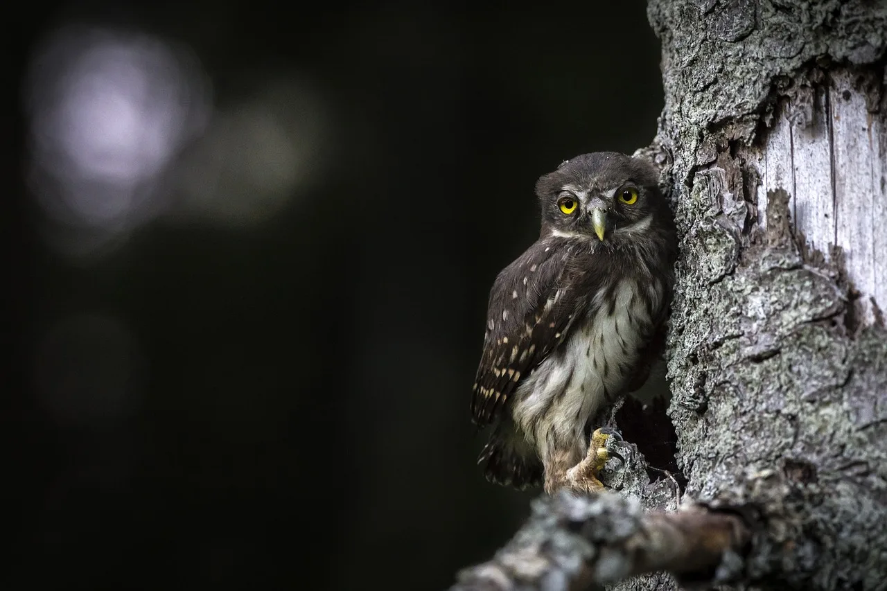 uggla, fågel, djur, bark, eurasisk pygmyuggla, glaucidium passerinum, ung, natur, vilda djur och växter, träd, skog, utomhus, närbild, djur i det vilda, trädstam, filial, ett djur, söt, djur och husdjur